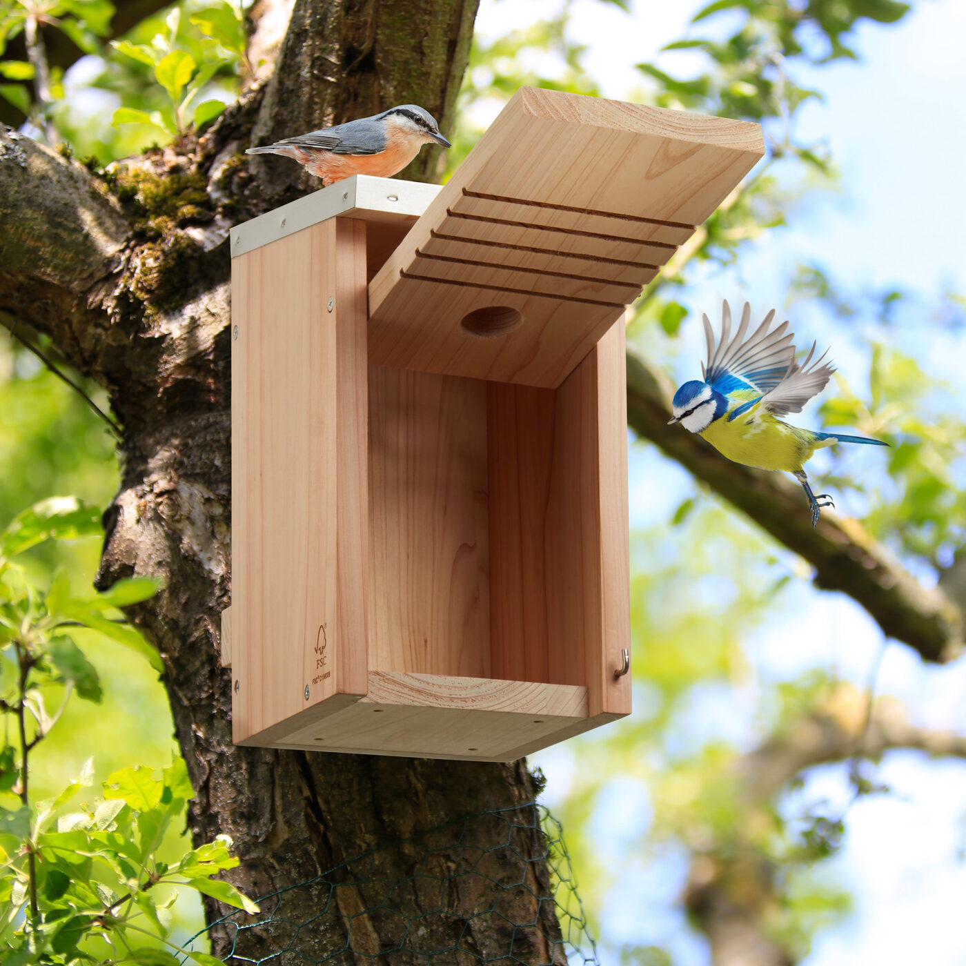 Nistkasten an einem Baum im grünen Garten, Blaumeise im Anflug