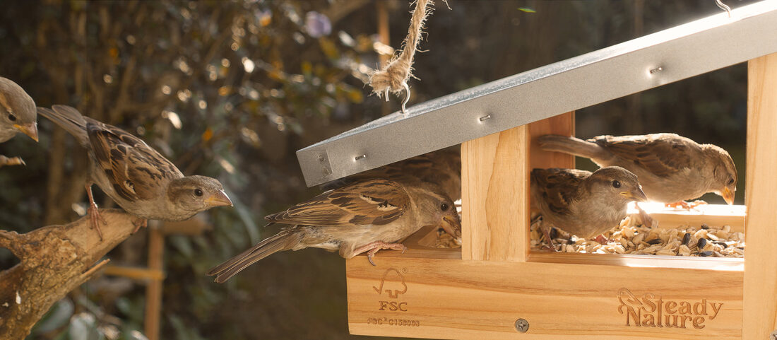 Spatzen fressen im hängenden Vogelfutterhaus