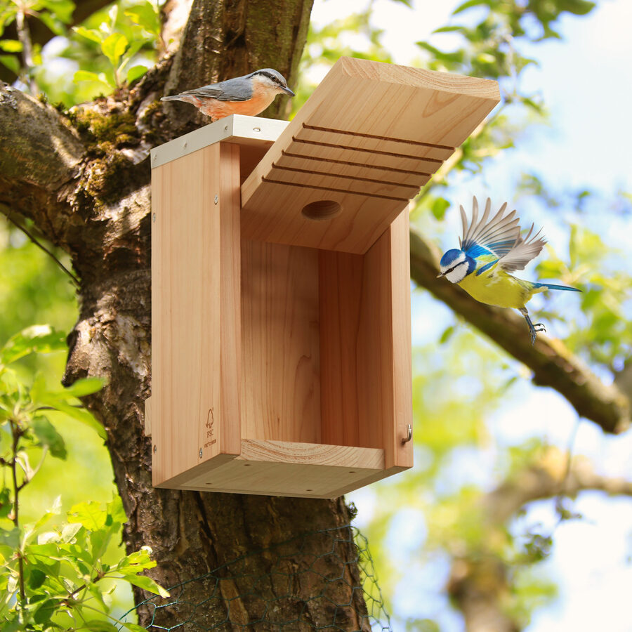 Nistkasten für Meisen an einem Baum, Blaumeise im Anflug