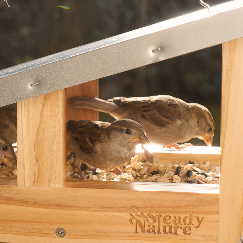 Spatzen am Steady-Nature-Futterhaus im herbstlichen Garten